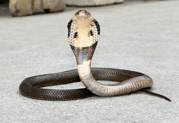 Snake Image